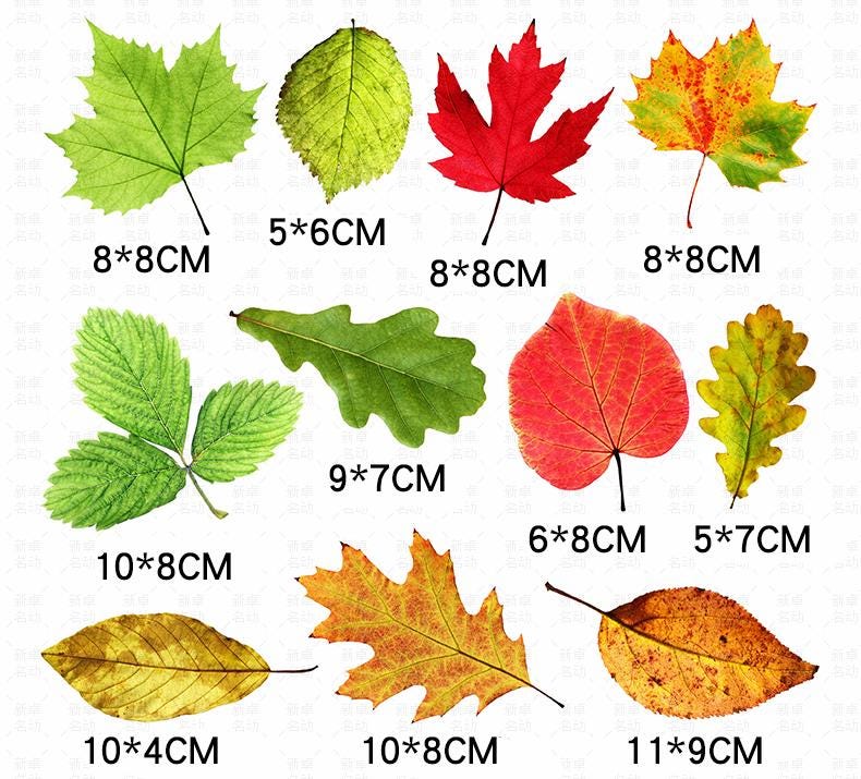 leaf Stickers | Car Stickers | Car Decals | Refrigerator sticker | Bumper sticker | Diary sticker |  Scrapbook Stickers | Waterproof