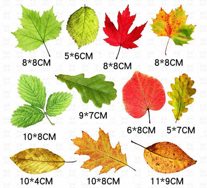 leaf Stickers | Car Stickers | Car Decals | Refrigerator sticker | Bumper sticker | Diary sticker |  Scrapbook Stickers | Waterproof